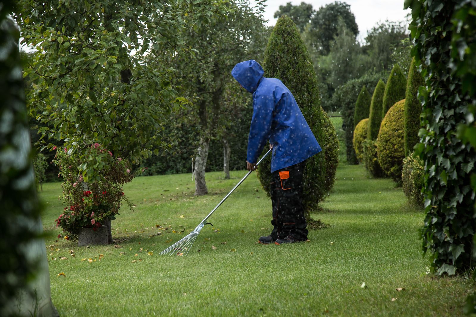 Jardinero rastrillando hojas en un jardín con cipreses recortados