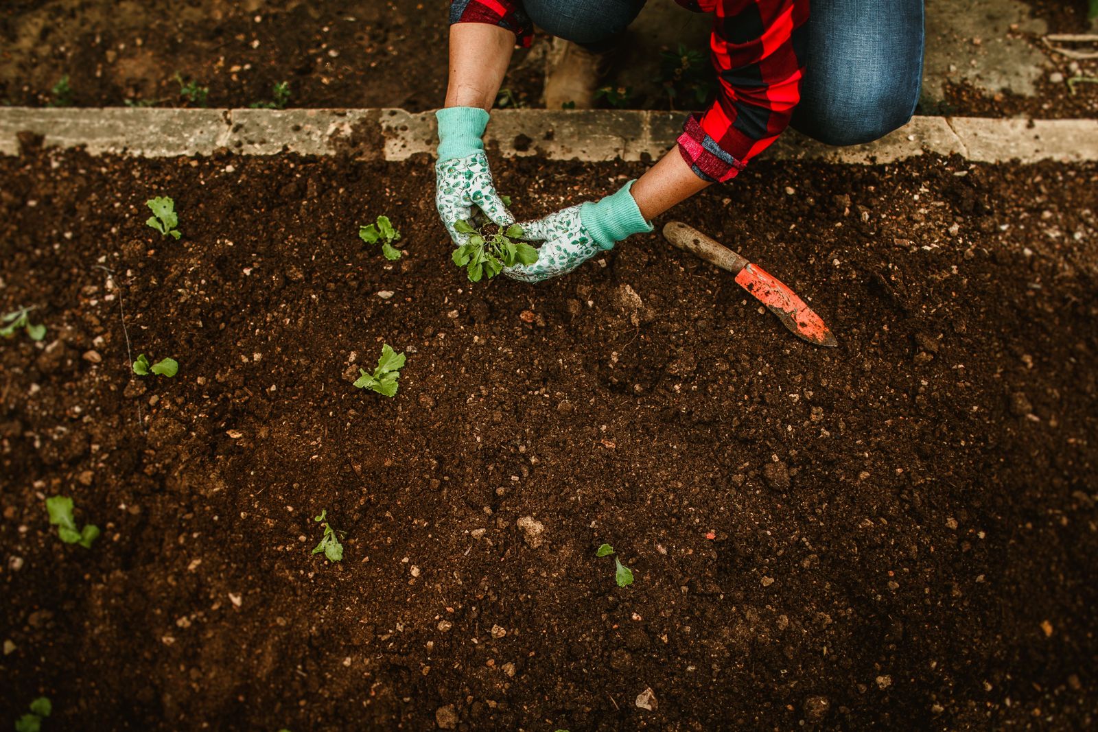 Manos con guantes plantando en tierra recién preparada